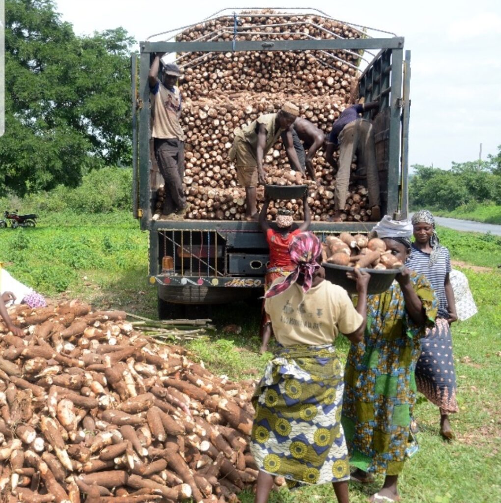 Cassava farmers