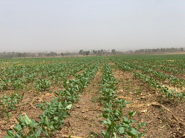 PBR Cowpea Farm in Panda, Nasarawa state