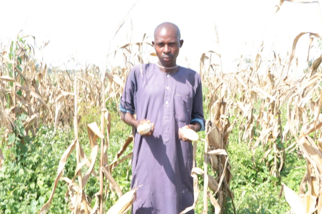 Tela Maize Study